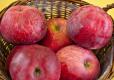 Malus Kaiser Alexander