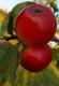 Malus Kronprinz