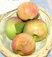 Malus Luikenapfel