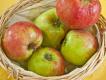 Malus Luxemburger Triumph