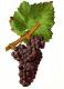 Mauzac Rose