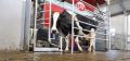 Meet The Cow Milking Robot Which Milks 180 Times A Day !