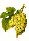 Muscat De Saumur