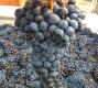 Nebbiolo Cluster