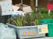 Asparagus From Calvert Farms By Orange Pomegranate