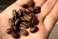 Nicaragua Maragogype