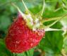 One Raspberry Macro