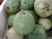 Pakistani Guava