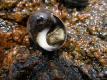 Periwinkle Sea Snail