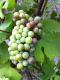 Pinot Noir Cluster At Beginning Of Veraison