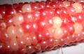 Popcorn 'pink
