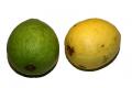 Psidium Guajava