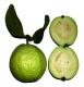 Psidium Guajava Fruit