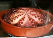 Pulpo En Barro