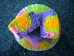 Rainbow Cupcake