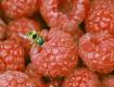Raspberries Yellowjacket