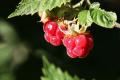 Raspberry Fruits