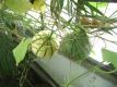 Raw And Ripe Melons