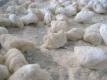 Raw Floured Gnocchi