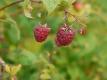 Reife Himbeeren