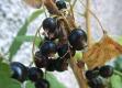 Ribes Nero
