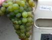 Riesling Cluster