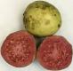 Ripe Guava