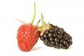 Rubus