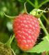 Rubus Idaeus