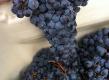 Sangiovese Cluster
