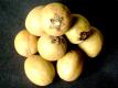 Sapodilla(chiku)