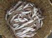 Fishes From Sea