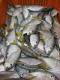 Fresh Fishes