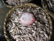 Small Sea Fishes