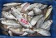 Fishes To Be Sold