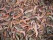 Shrimps