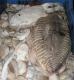 Variety Of Sea Fishes