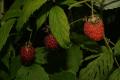 Shy Raspberry