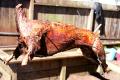 Spit Roasted Lamb