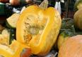 Squash