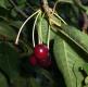 Swedish Cherries