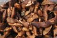 Tamarind