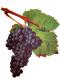 Tannat Viala Et Vermorel