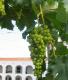Torrontes Grape
