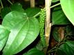 Tvm Pepper
