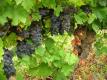 Uva Mencia