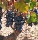 Vendemiamonastrell
