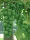 White Grapes