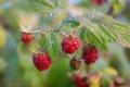 Wild Raspberries