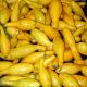 Yellow Squash